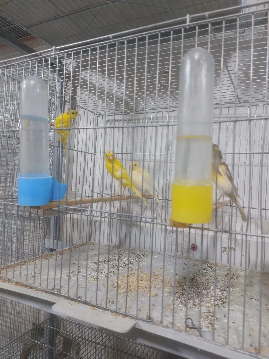 پرنده سرای کاسکو|پرنده|خوی, |دیوار