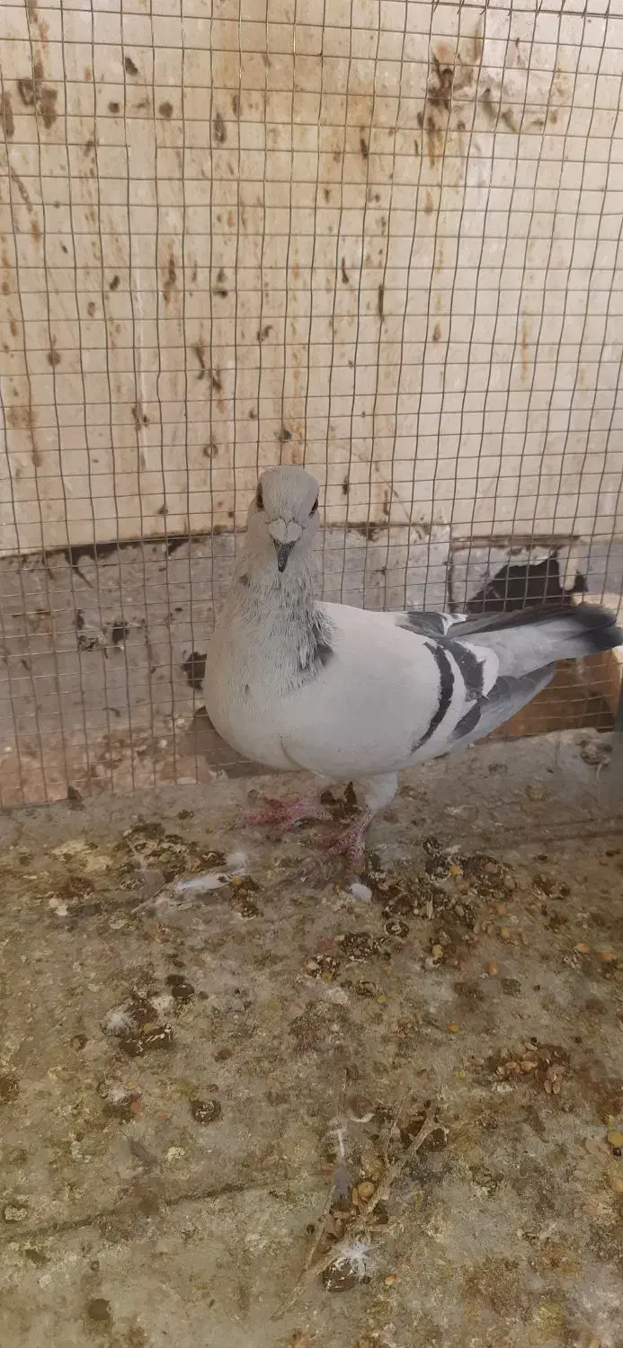 شامی گچی و سیاه کاشونی|پرنده|فولادشهر, مسکن مهر فولادشهر|دیوار