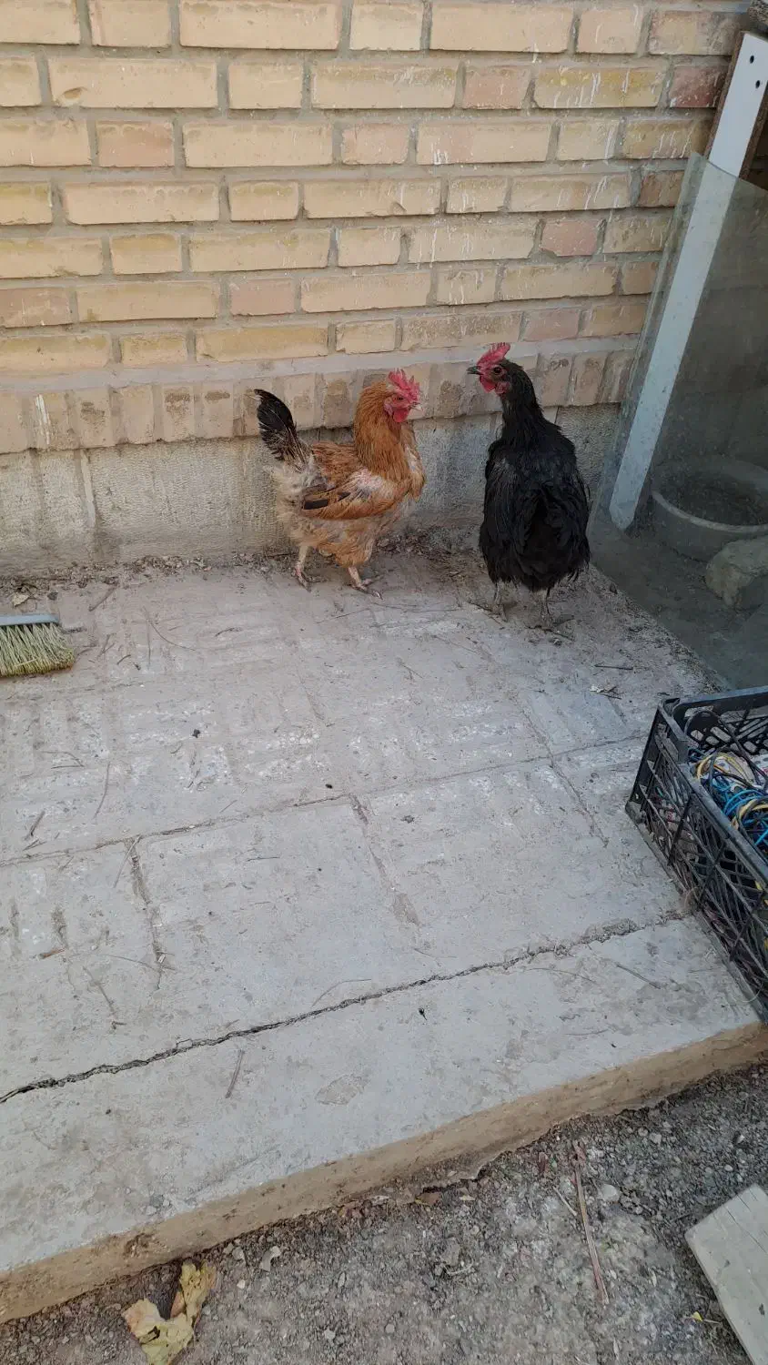 مرغ تخم کن|حیوانات مزرعه|شاهین‌شهر, شهرک پردیس|دیوار