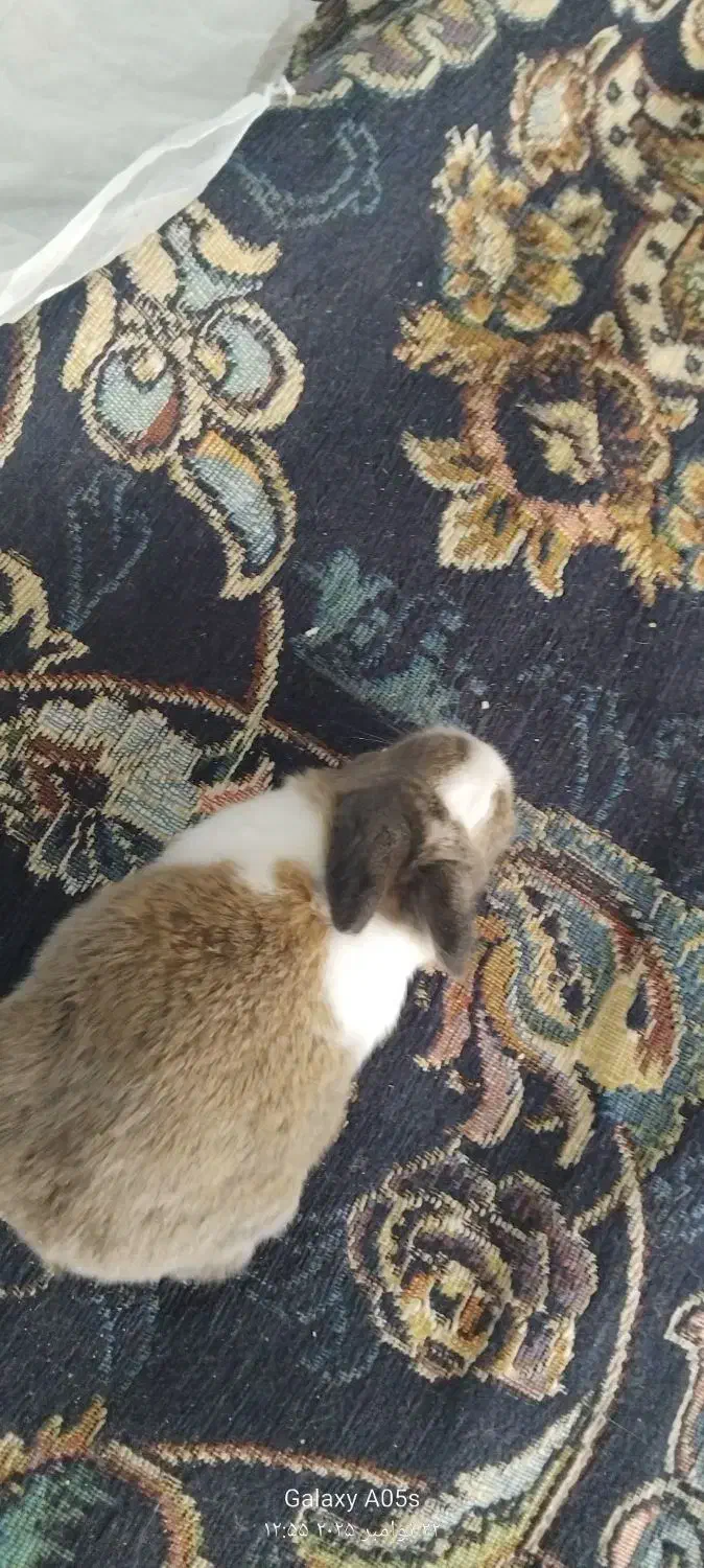 بچه خرگوش کوچولو گوگولی|موش و خرگوش|تربت جام, مطهری|دیوار