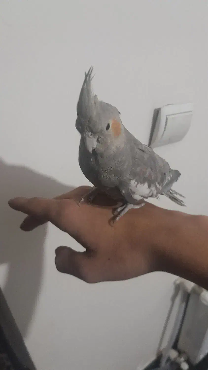 عروس هلندی کاملن دستی و سخنگو|پرنده|باقرشهر, |دیوار