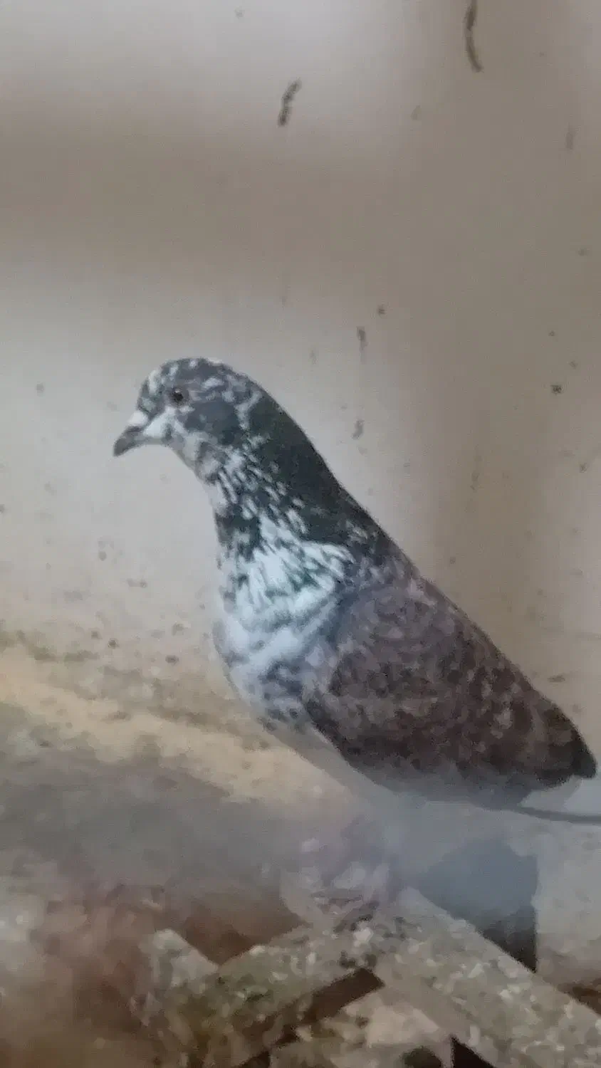 کبوتر|پرنده|اطاقور, |دیوار