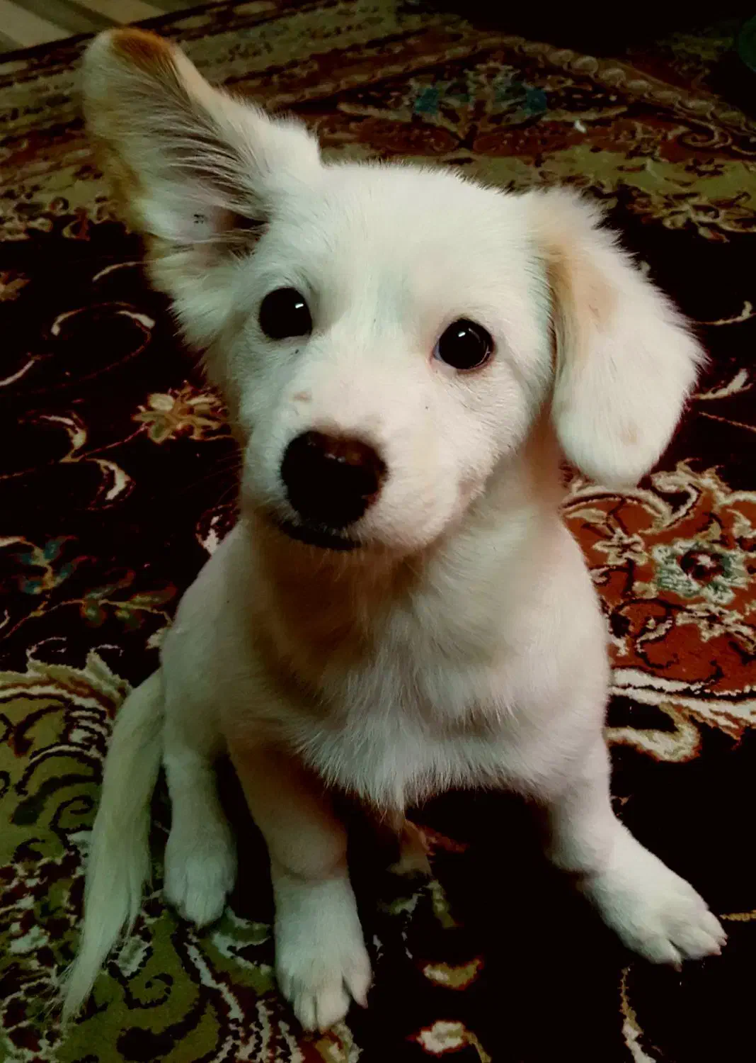 واگذاری سگ اشپیدز|سگ|پاکدشت, شهرک انقلاب|دیوار