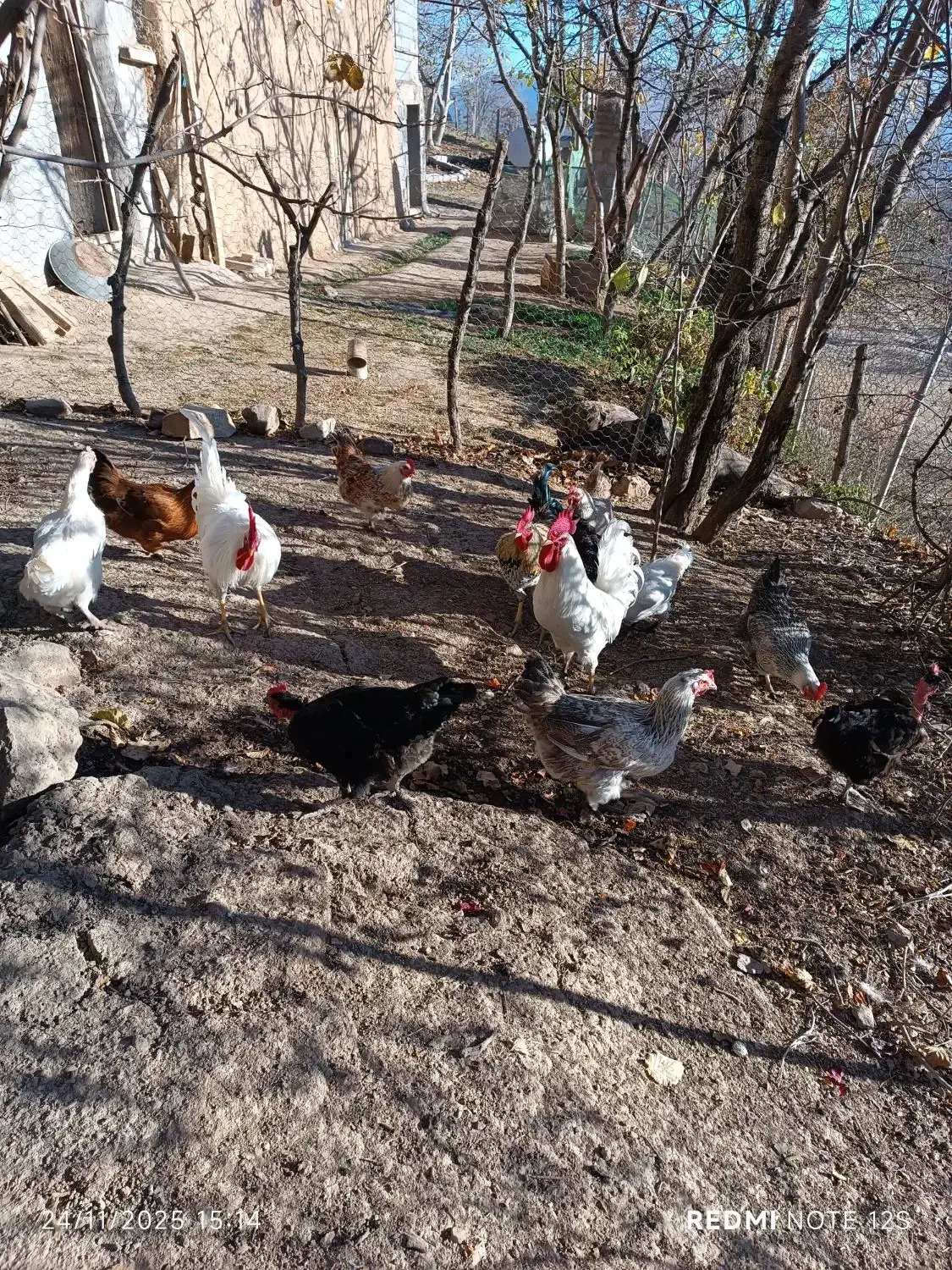 تعدادی مرغ سالم گوشتی وتخم گذار|حیوانات مزرعه|سیاهکل, |دیوار