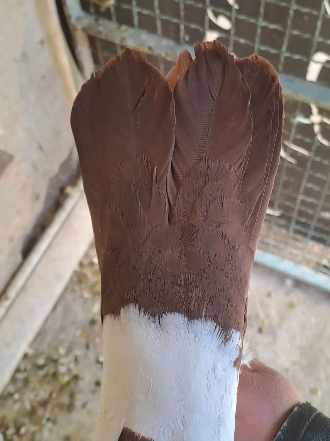 دمبی|کلکسیون و سرگرمی|کرمان, |دیوار