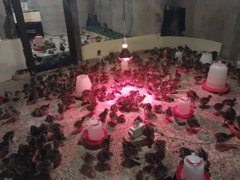 جوجه بوقلمون برنز انگلیس یک روزه|حیوانات مزرعه|هشتگرد, شهرک اداری|دیوار