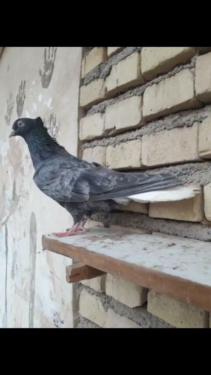 کبوتر|پرنده|اهواز, منازل کارون|دیوار