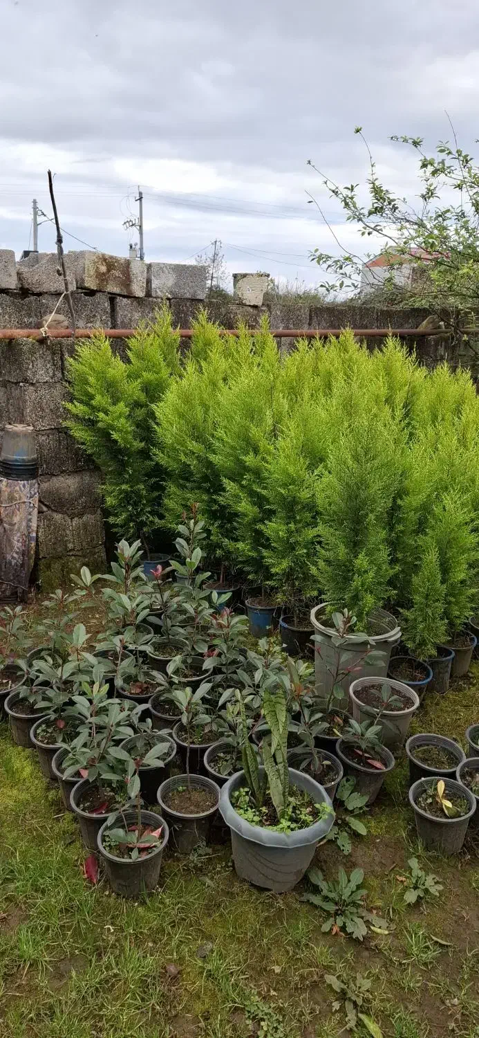 کاج لاوسون طلایی|گل و گیاه طبیعی|کلاچای, |دیوار