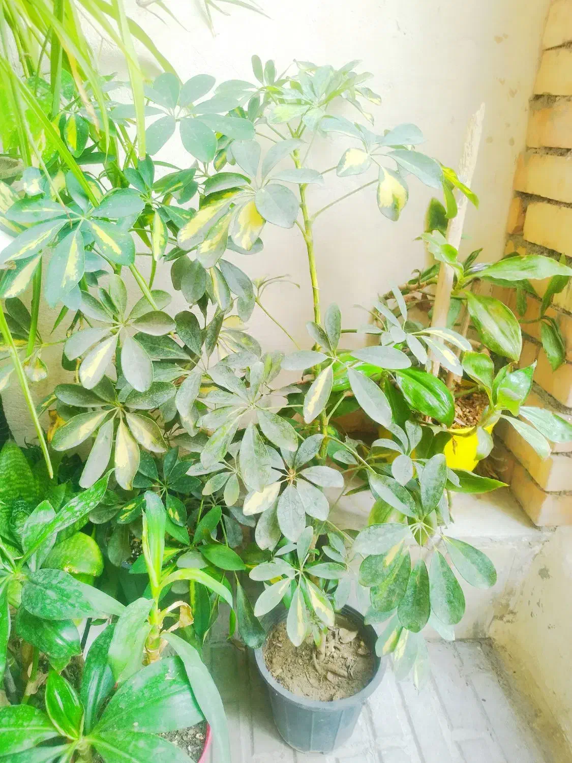 گل طبیعی|گل و گیاه طبیعی|بجنورد, |دیوار