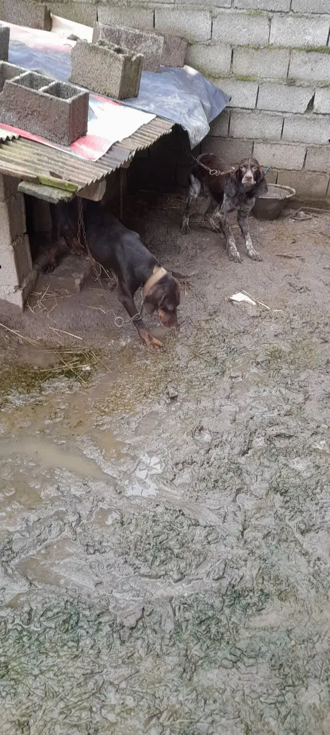 سک شکاری|سگ|آستانه اشرفیه, |دیوار