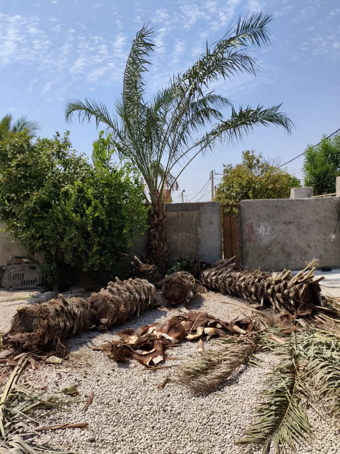 قطع برش نخل و درخت و دیمیت|خدمات باغبانی و درختکاری|بندر گناوه, |دیوار