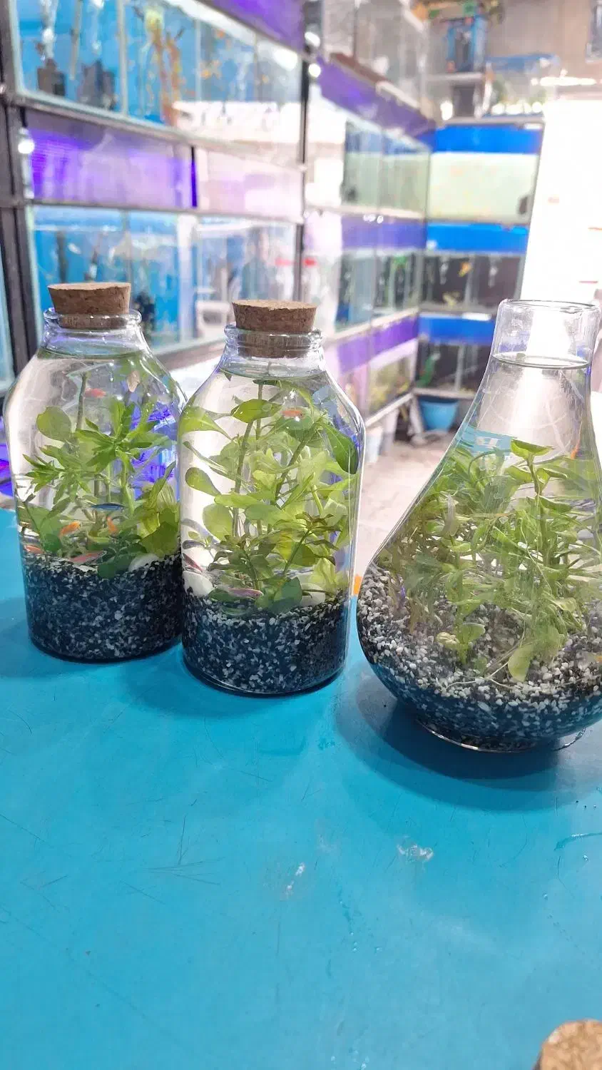 تنگ گیاه|گل و گیاه طبیعی|زاهدان, |دیوار