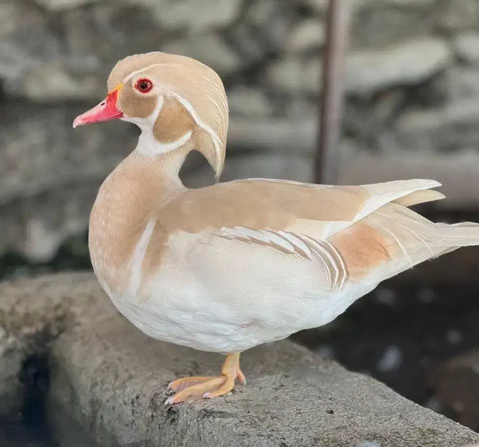 طاووس ماندارین|پرنده|کرج, کمالشهر|دیوار