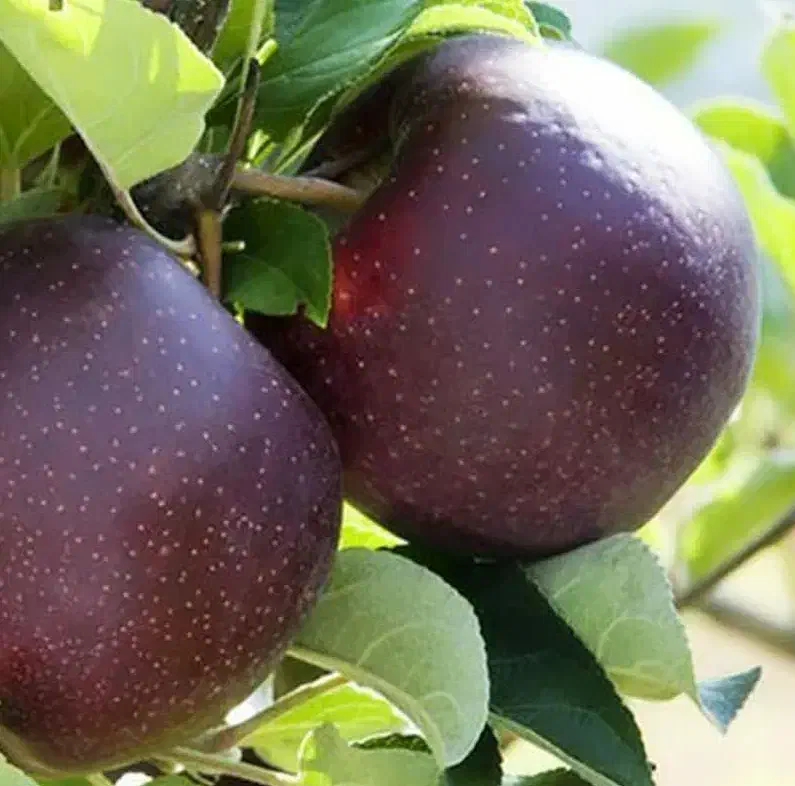 تولید و فروش نهال سیب میراکل|خدمات باغبانی و درختکاری|شاهینشهر, خبرنگار|دیوار