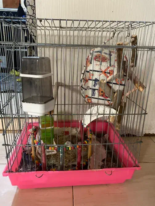 قفس پرنده|لوازم جانبی حیوانات|قرچک, پویینک|دیوار