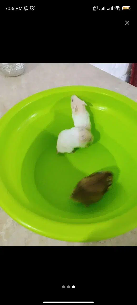 همستر نازنازی|موش و خرگوش|مشهد, گاز|دیوار