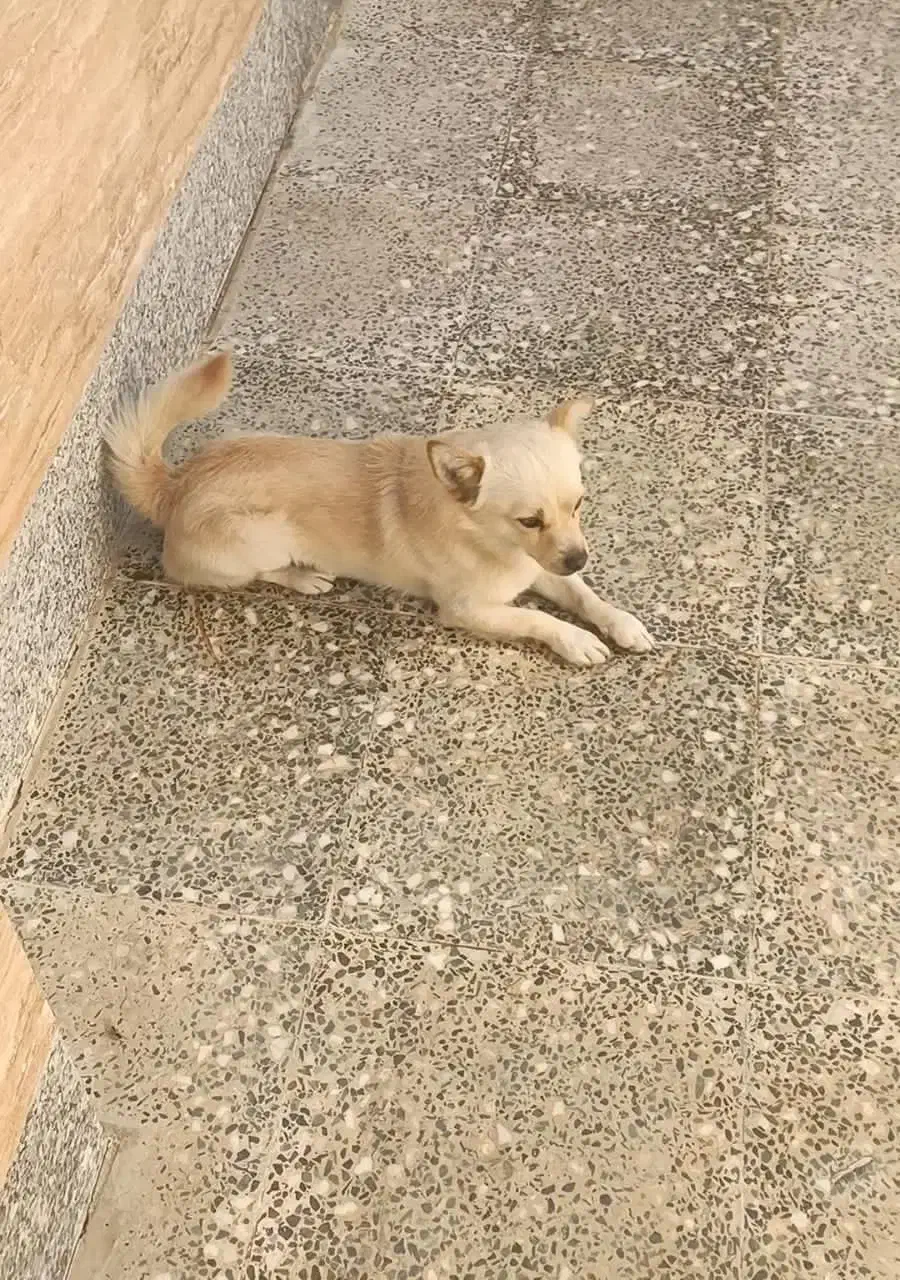 برای اطلاع قیمت دایرکت|سگ|شیراز, کوشک میدان|دیوار