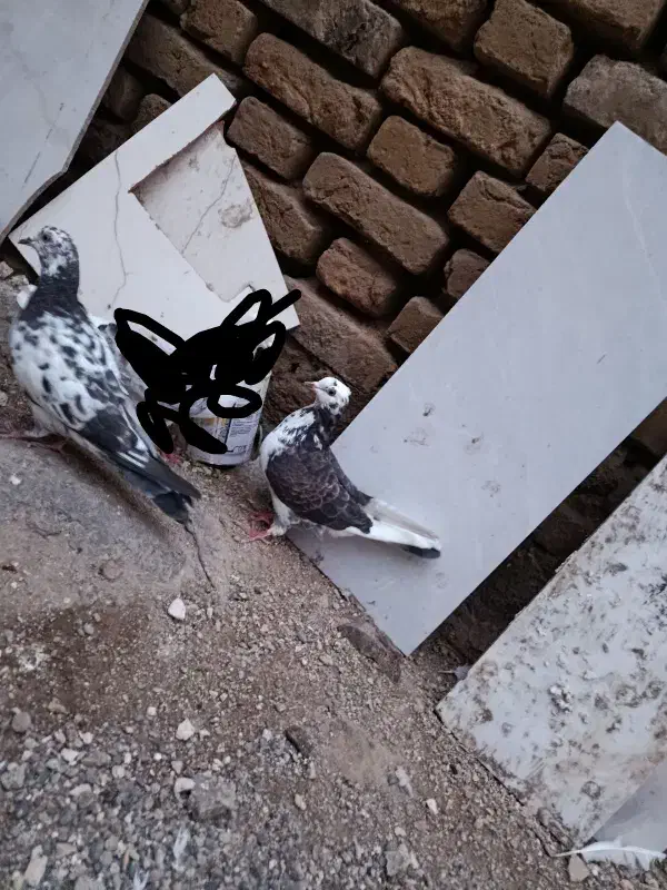 کبوتر|پرنده|خوی, |دیوار