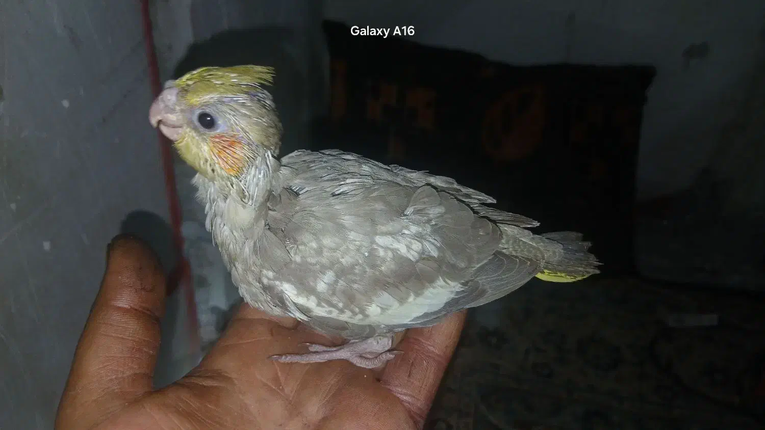 2عدد جوجه عروس تازه دونخور دارن میشن|پرنده|احمدآبادمستوفی, |دیوار