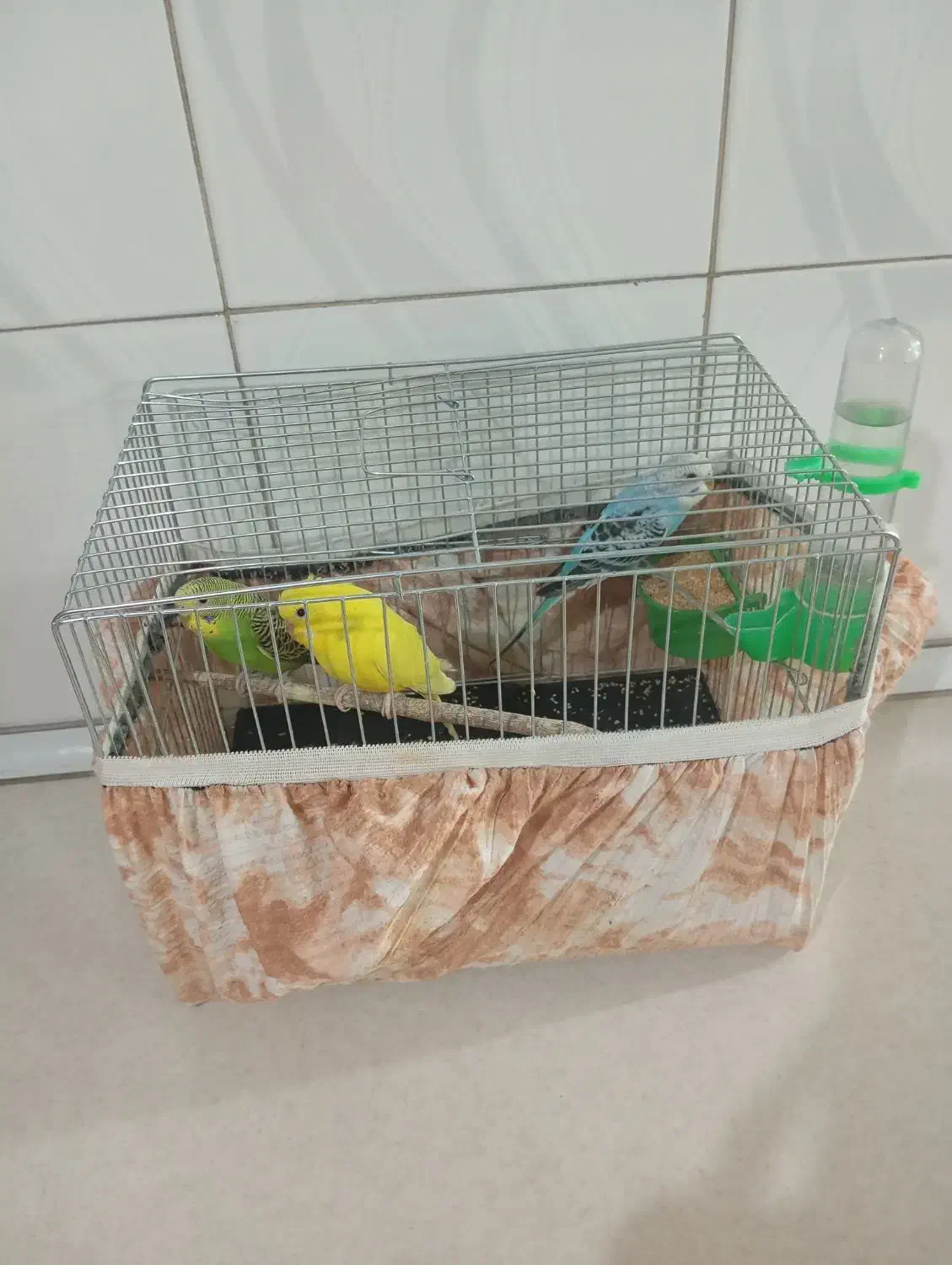 مرغ عشق|پرنده|تهران, نعمت‌آباد|دیوار