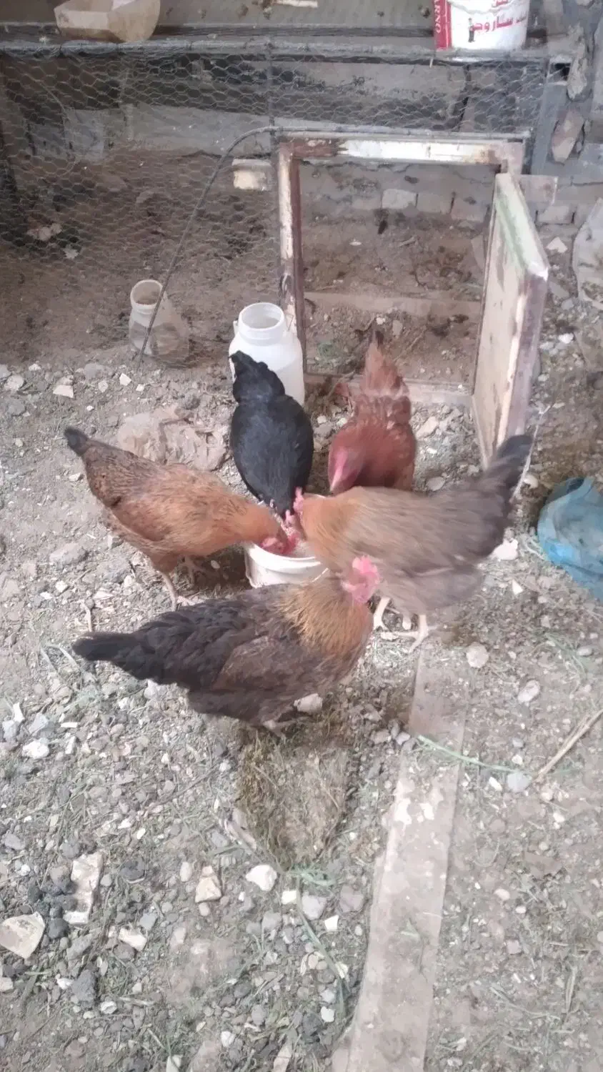 مرغ|حیوانات مزرعه|قره کهریز, |دیوار