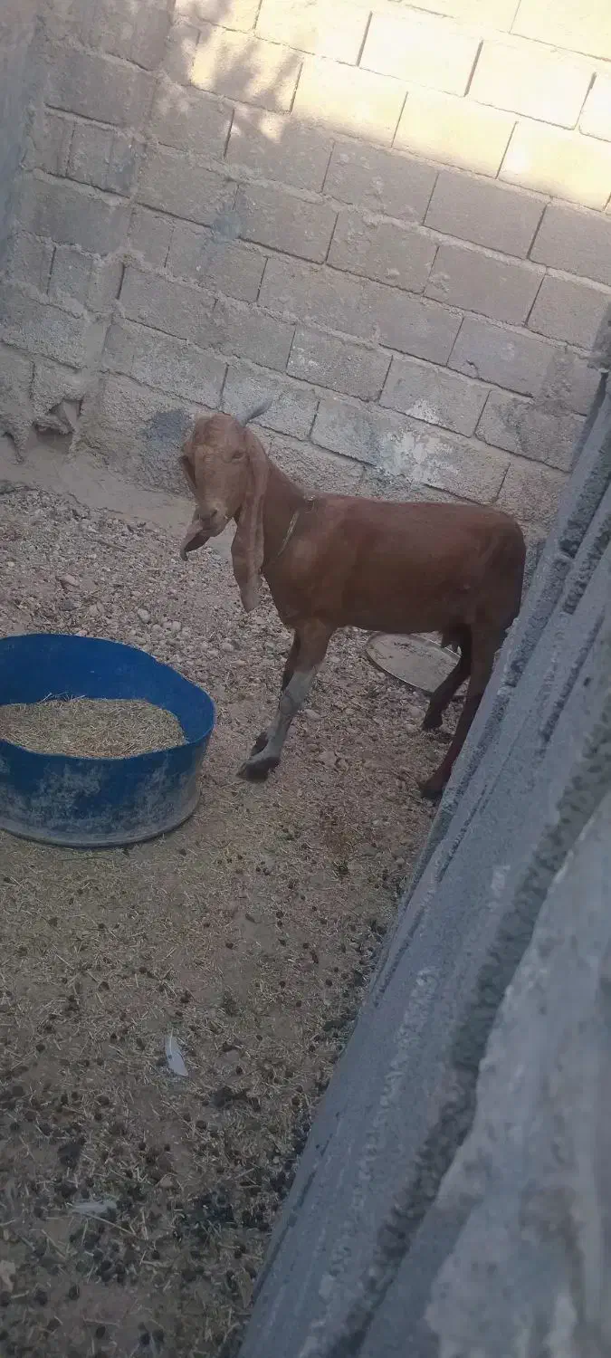 بز درجه یک قیمت پای مامعله ابسن|حیوانات مزرعه|بندر دیر, |دیوار