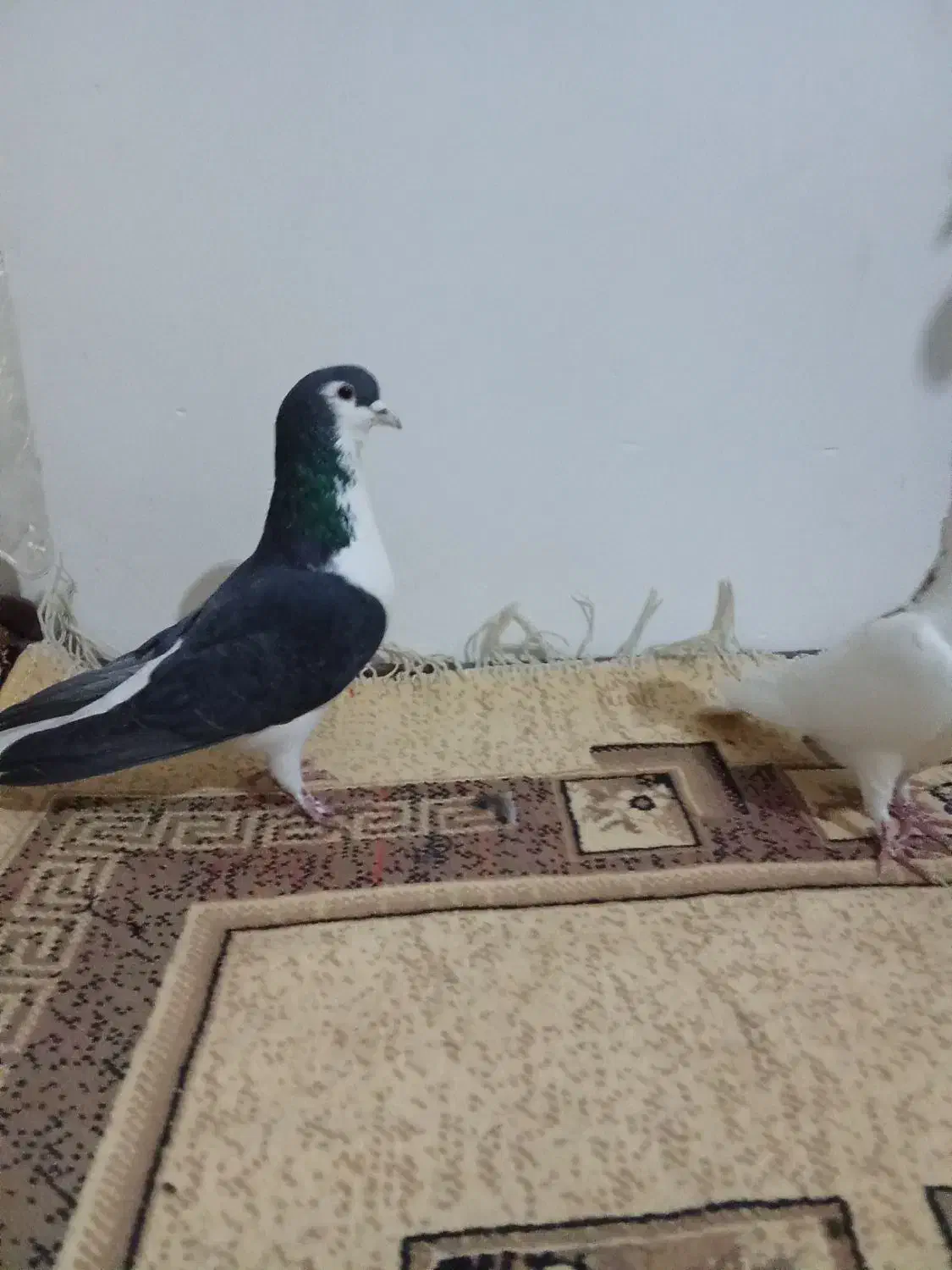 یک جفت خوشرنگ نروماده|پرنده|ابهر, |دیوار