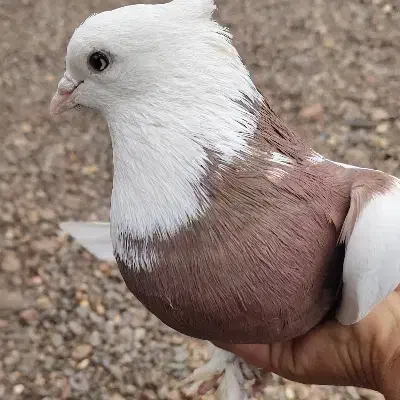 کبوتر طوقی نر|پرنده|کرمان, |دیوار