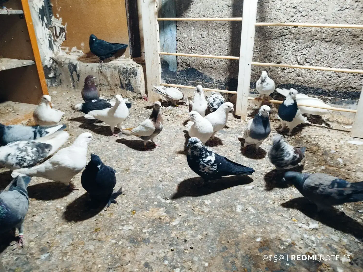 50تاکفتر پرشی بشرط یجایی دونه‌ای120|پرنده|قرچک, باقرآباد|دیوار