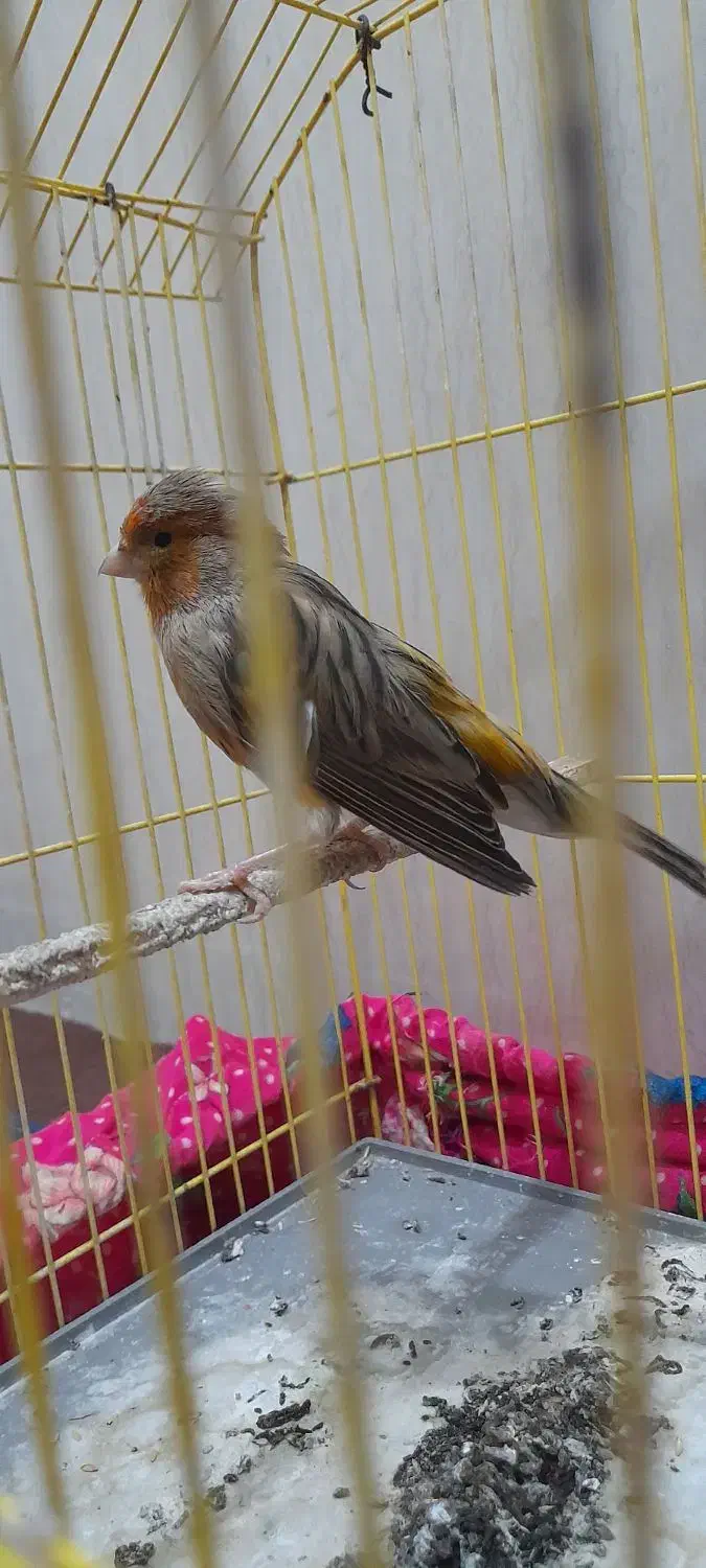 قناری ماده اماده|پرنده|کارون, |دیوار