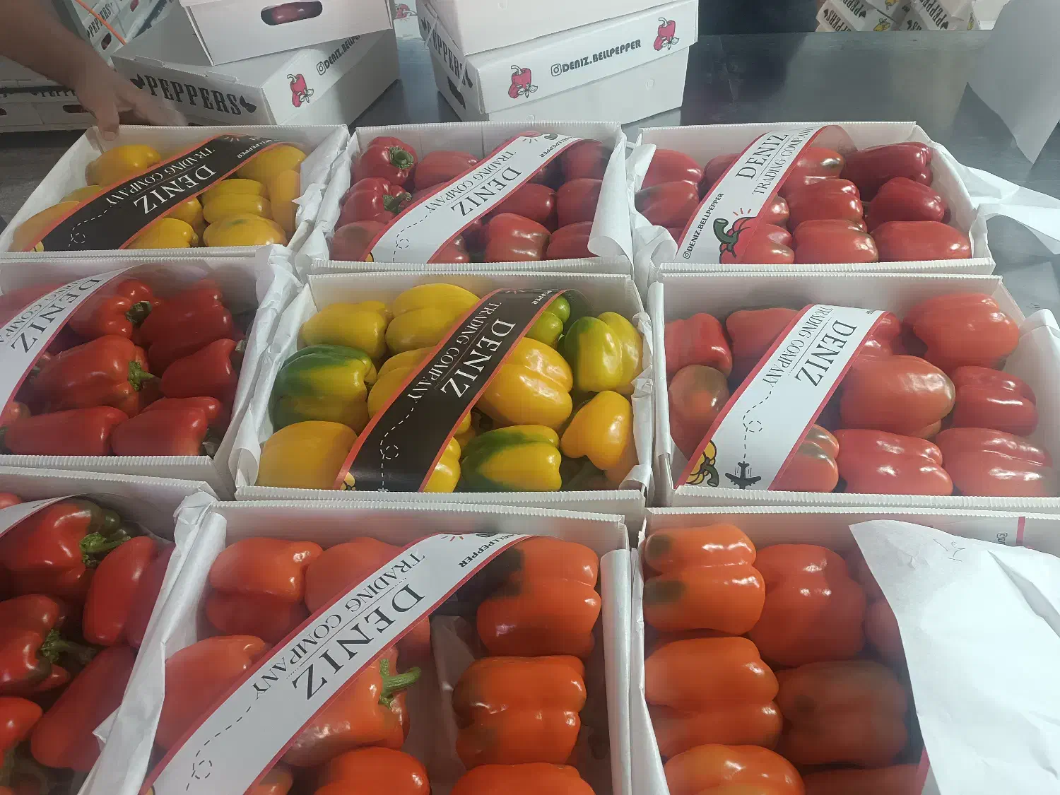 نیرو  کاربرای بسته بندی فلفل دلمه رنگی|استخدام خدمات فروشگاه و رستوران|دهق, |دیوار