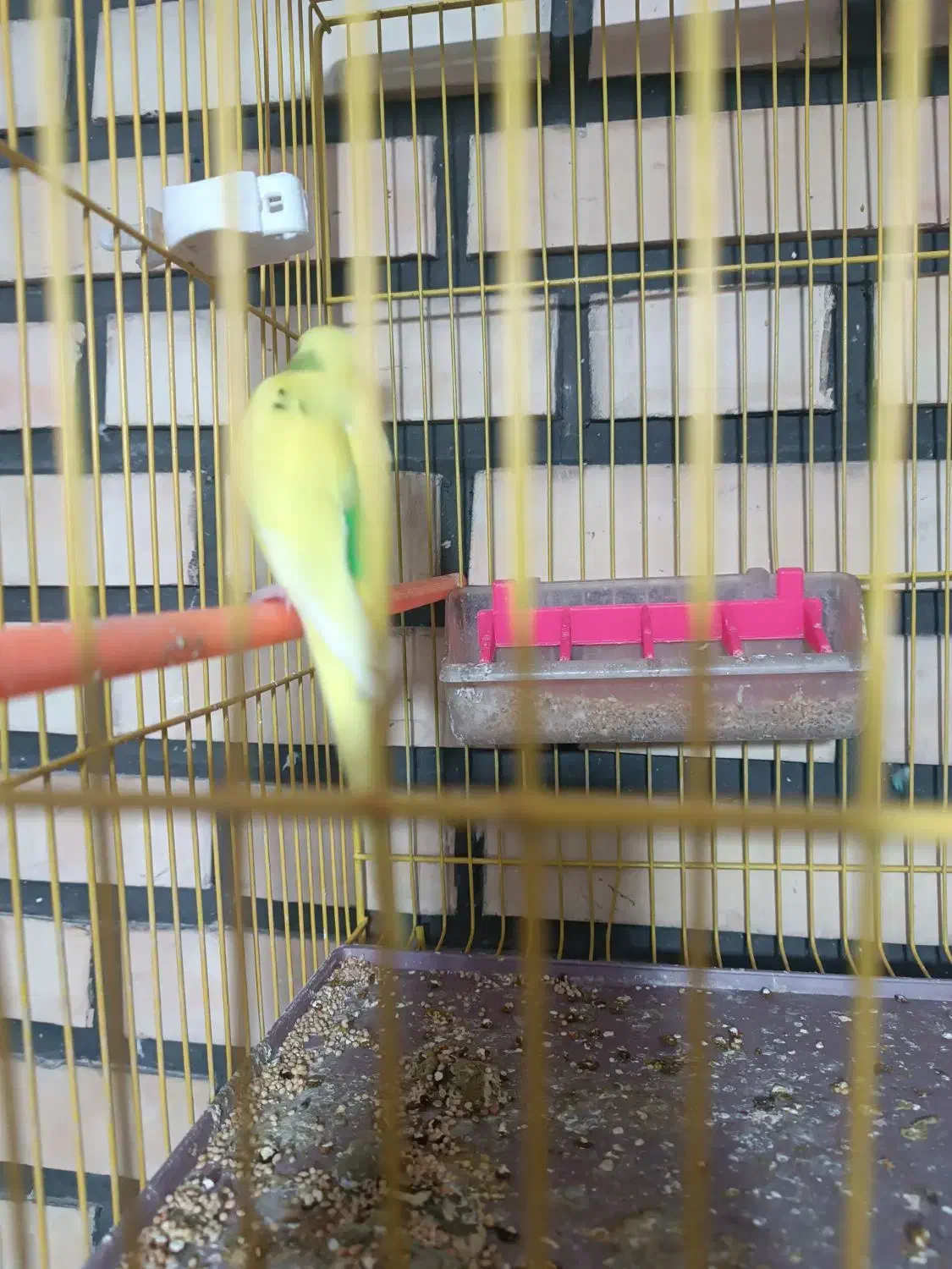 مرغ عشق|پرنده|نیشابور, بلوار گلها|دیوار