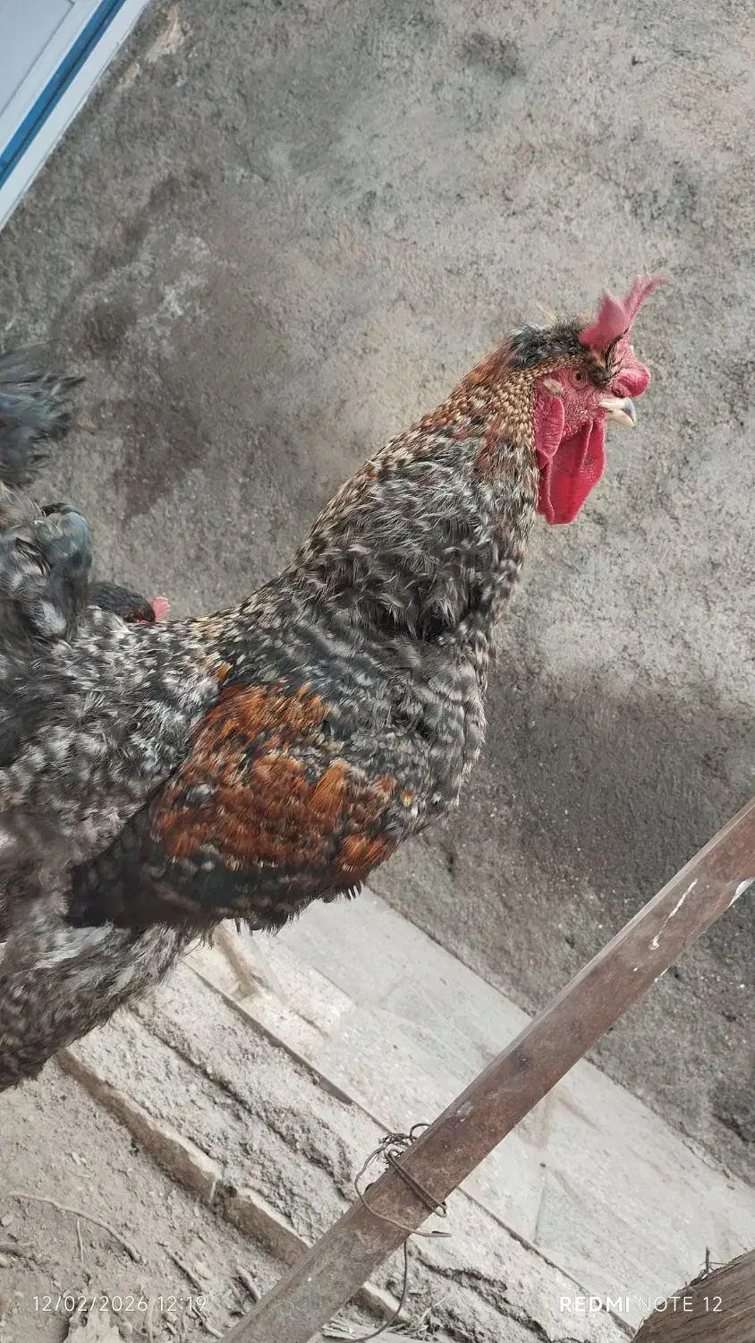 خروس|حیوانات مزرعه|زیرکوه, |دیوار