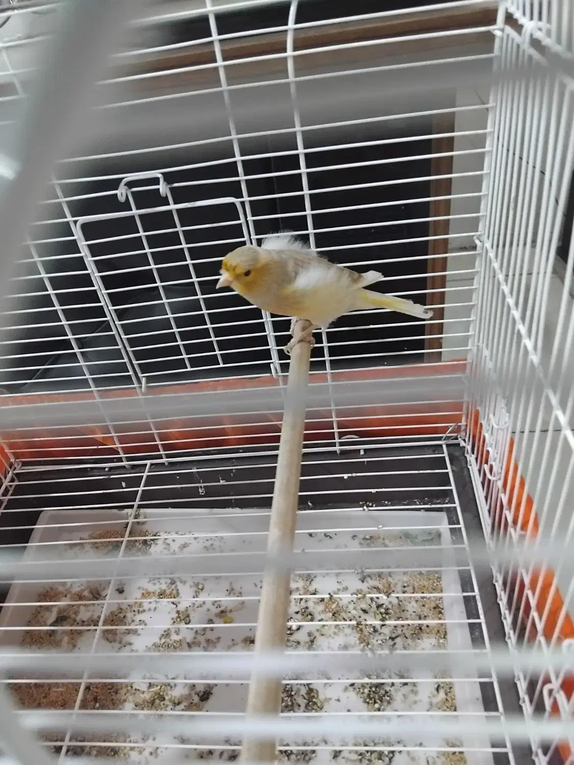 قناری نر جوان معاوضه با لوازم اکواریوم ابنوس|پرنده|کرج, کمال‌شهر|دیوار