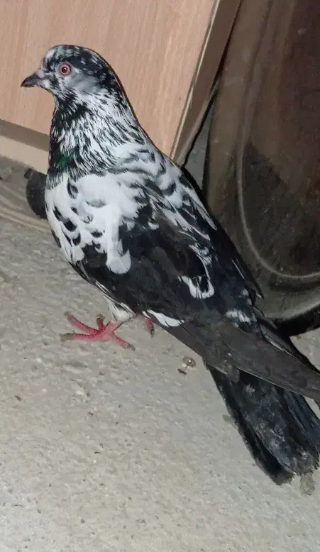 گرفتنی|حیوانات|میاندوآب, |دیوار