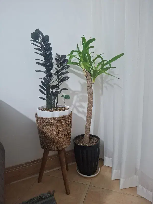 گل وپایه گلدان حصیری|گل و گیاه طبیعی|قم, پردیسان|دیوار