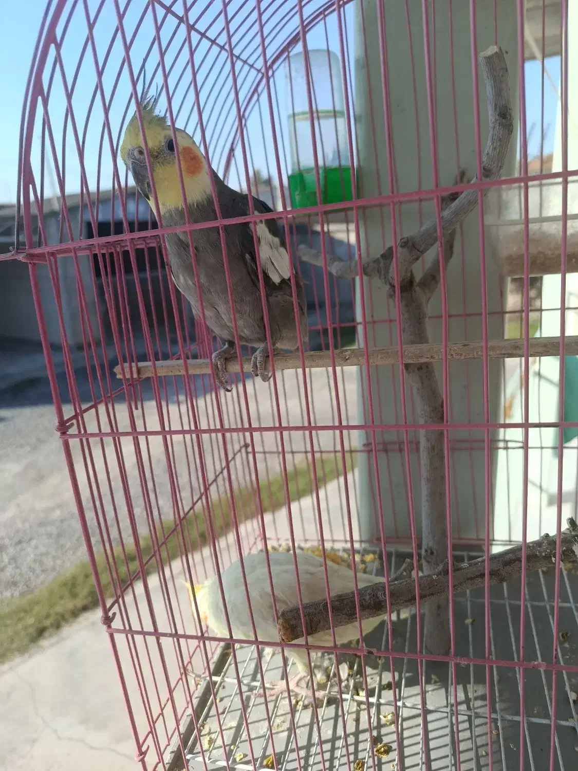 عروس هلندی|پرنده|سیمین شهر, |دیوار