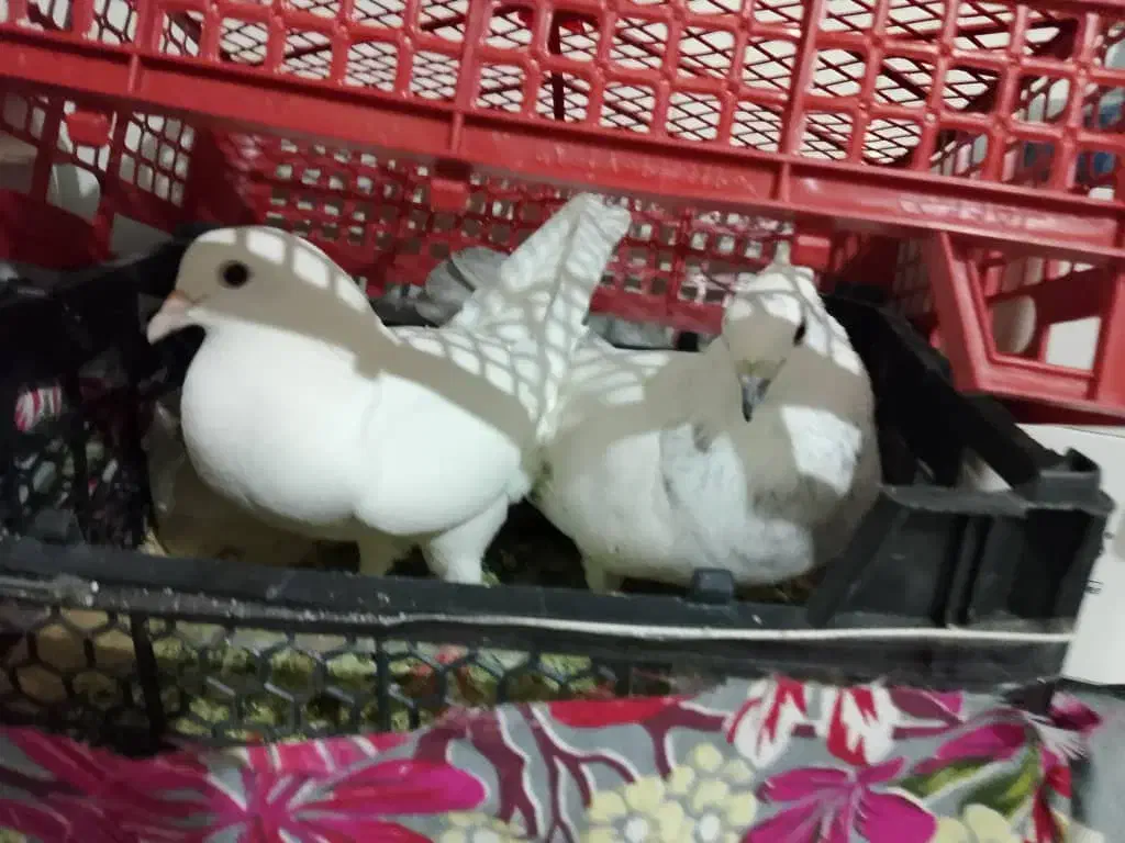 کبوتر تهرانی|پرنده|زاهدان, |دیوار