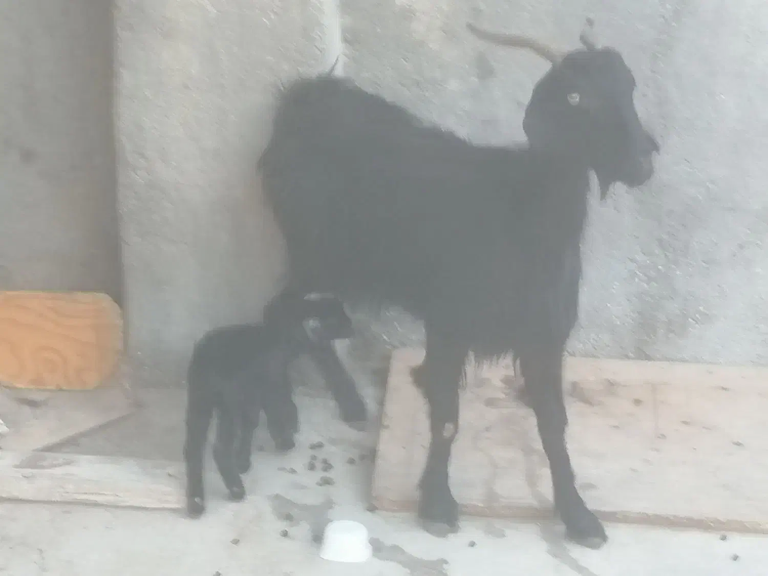 بز دوتا برای فروش|حیوانات مزرعه|برازجان, |دیوار