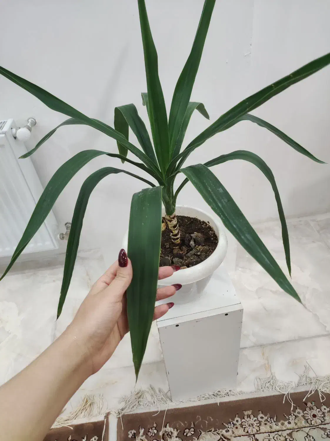 گیاه یوکا|گل و گیاه طبیعی|قزوین, |دیوار