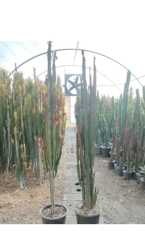 افوربیا کاکتوس قرمز|گل و گیاه طبیعی|تهران, بوستان سرخه حصار|دیوار