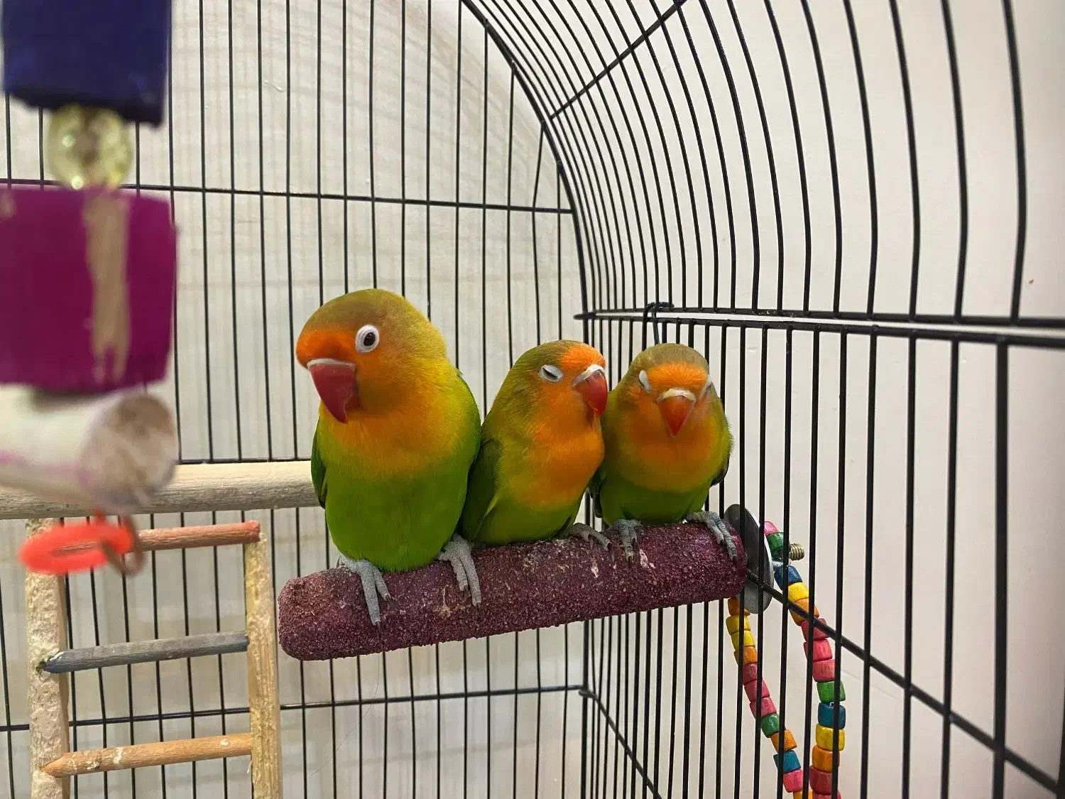 طوطی برزیلی کوتوله تپل دونخور شده|پرنده|تهران, کوی بیمه|دیوار