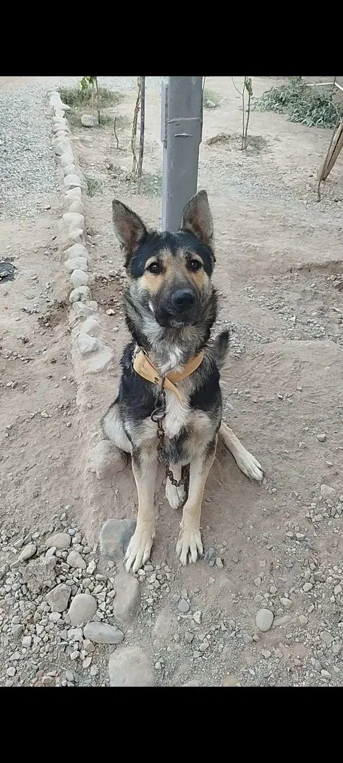 واگذاری سگ|سگ|چهارباغ, |دیوار