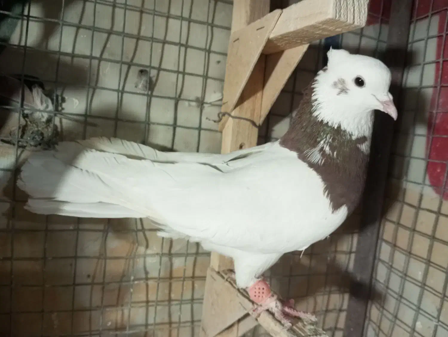 طوق سرخ نر|پرنده|شیراز, شیخ علی چوپان|دیوار