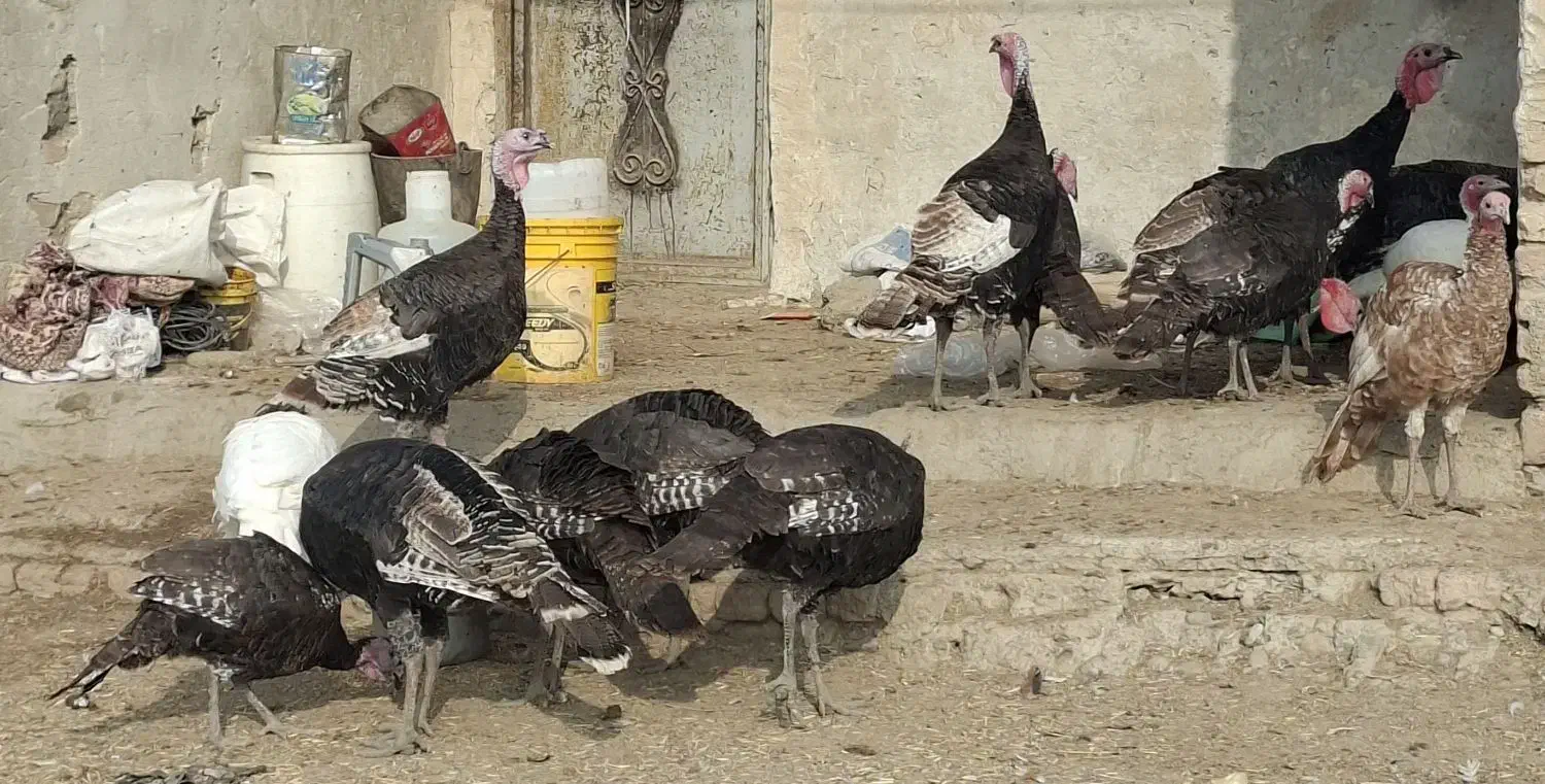 تعدادی بو قلمون محلی ب فروش میرسد|حیوانات مزرعه|پارس‌آباد, |دیوار