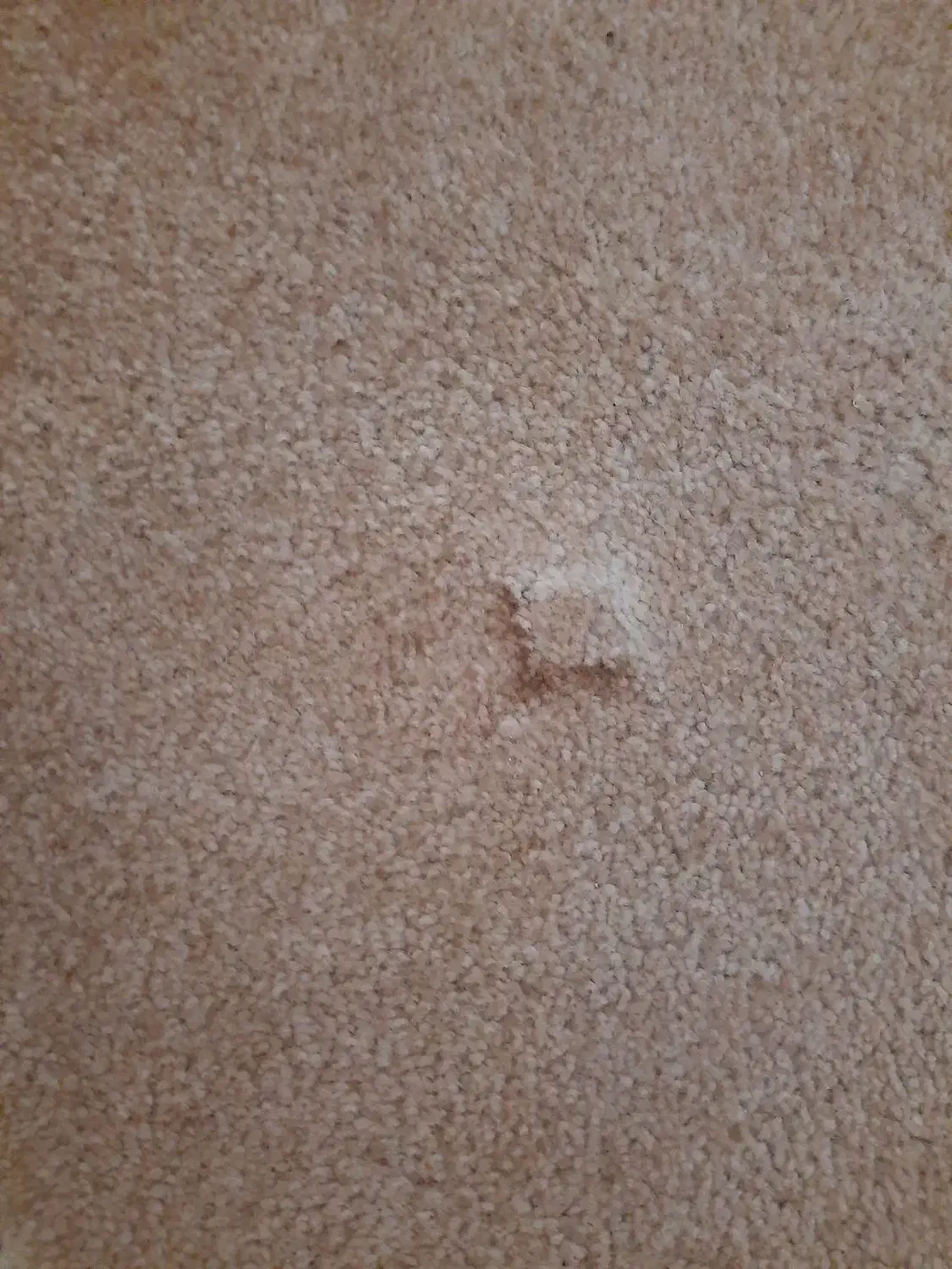 موکت پالاز نرم ،پرز بلند درحد نو و خوشرنگ|موکت|دزفول, |دیوار