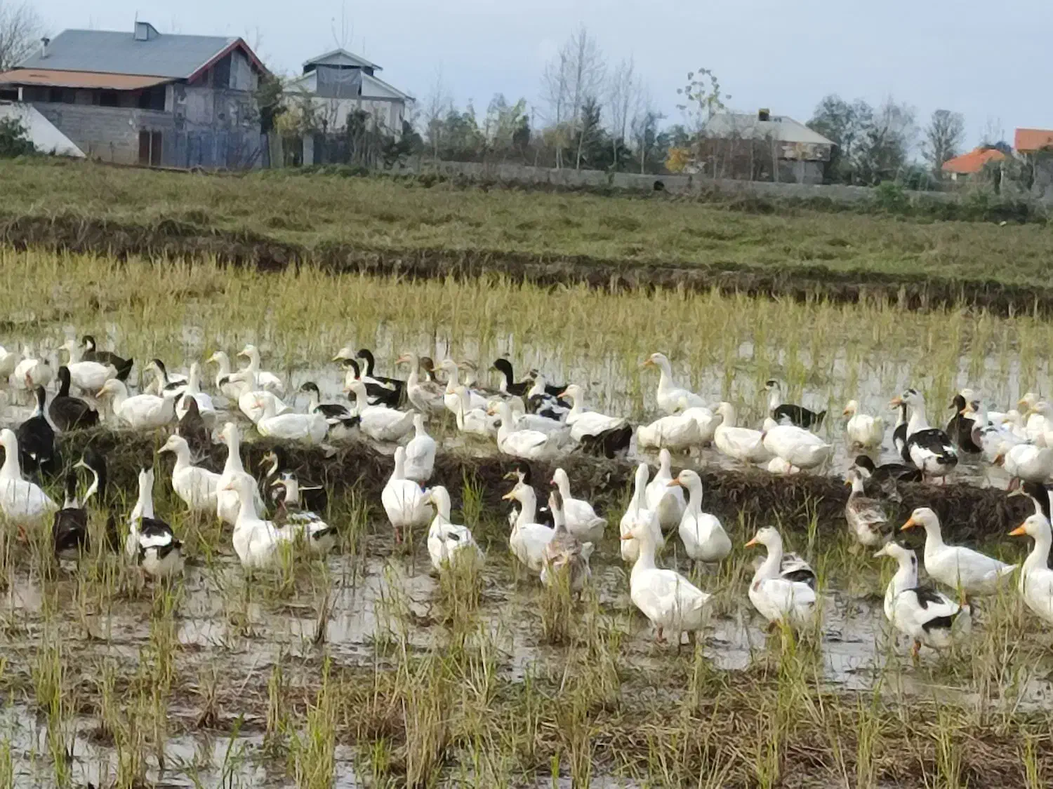 اوردکپکنیگوشتی|حیوانات مزرعه|فومن, |دیوار