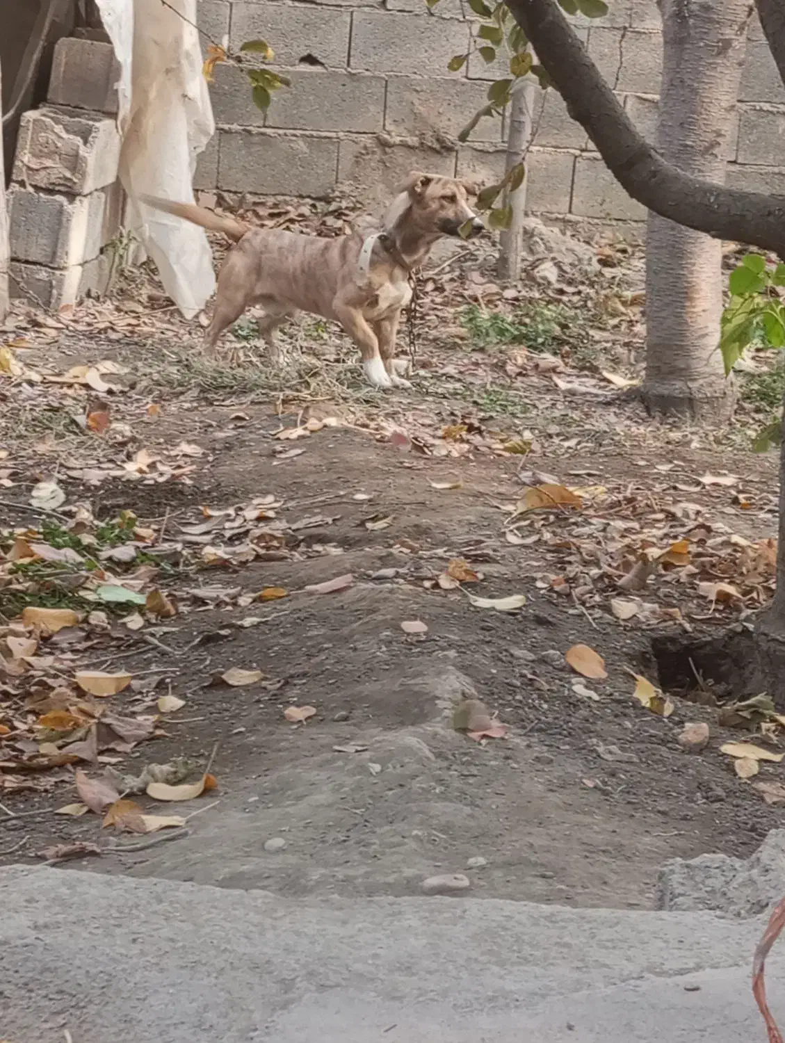 سگ نر و ماده|سگ|چناران, |دیوار