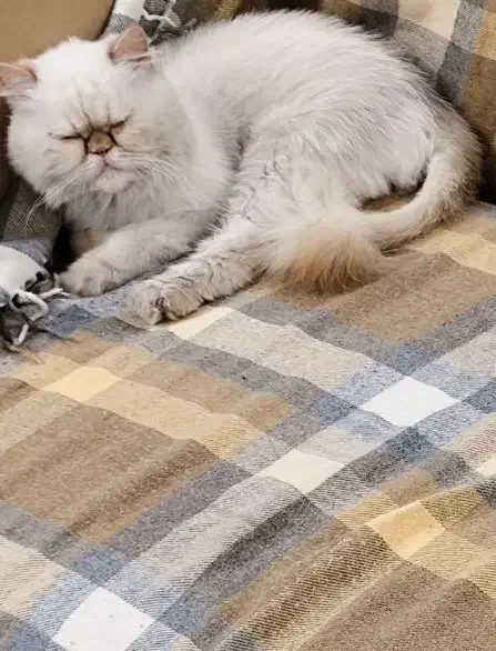 گربه پرشین الفا|گربه|یزد, |دیوار