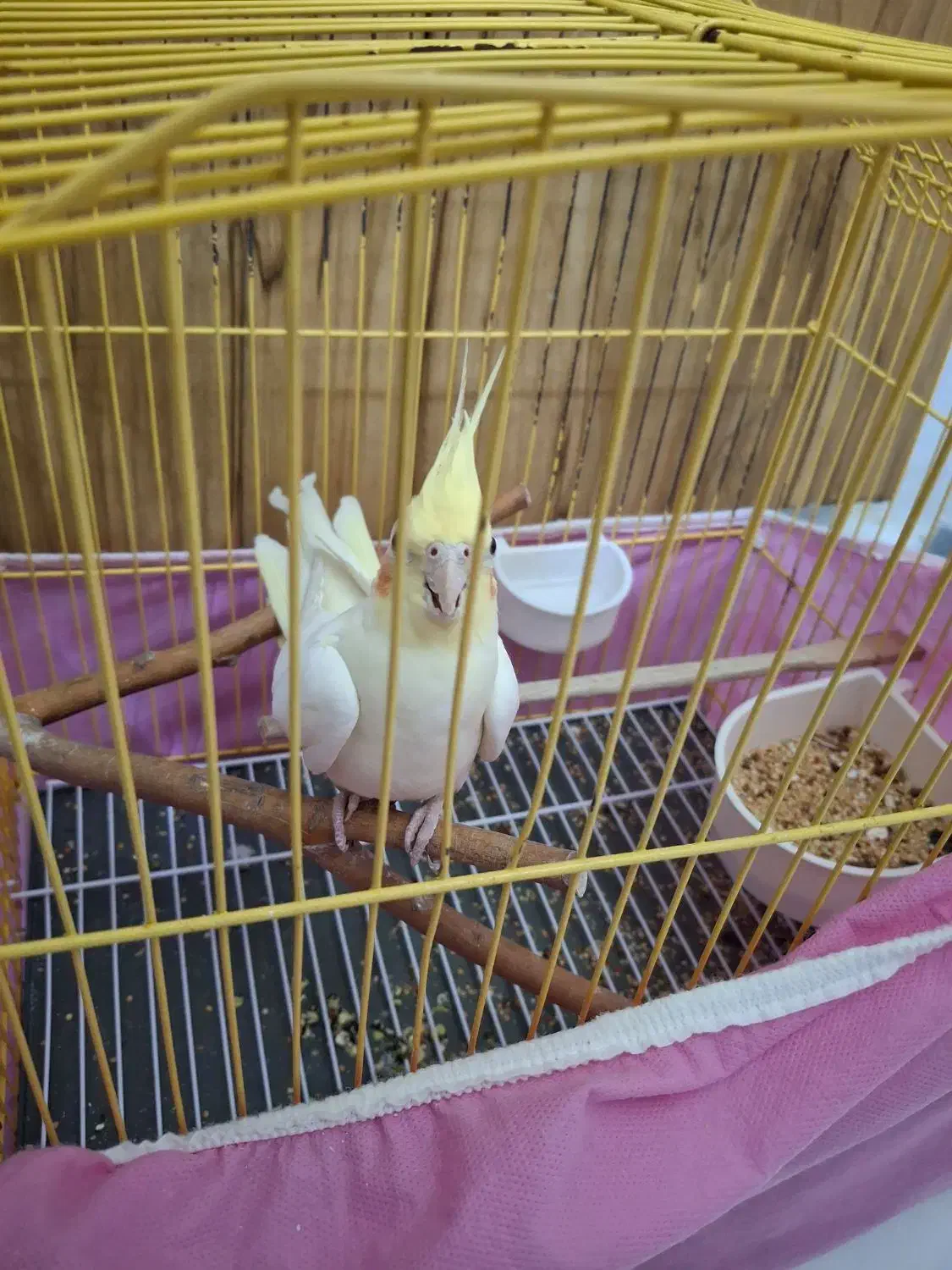 طوطی عروس هلندی لوتینو یک ساله|پرنده|الوند, |دیوار